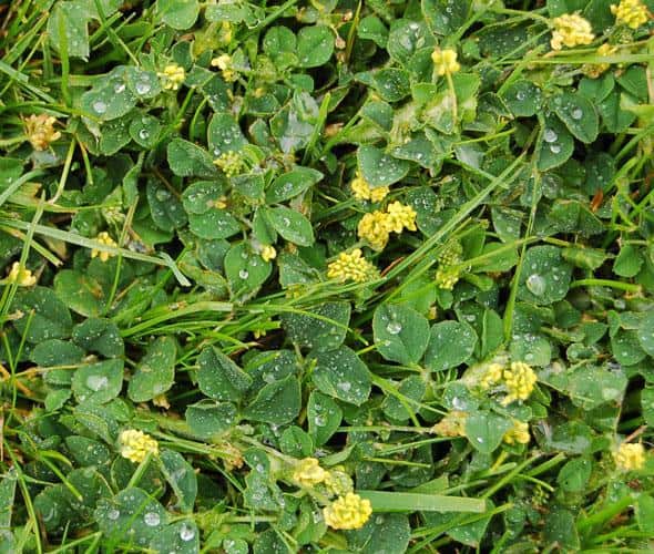 lawn maintenance, lawn weeds - Trifolium dubium