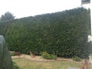 hedge cutting specialist