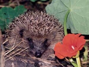 photo of a hedgehog