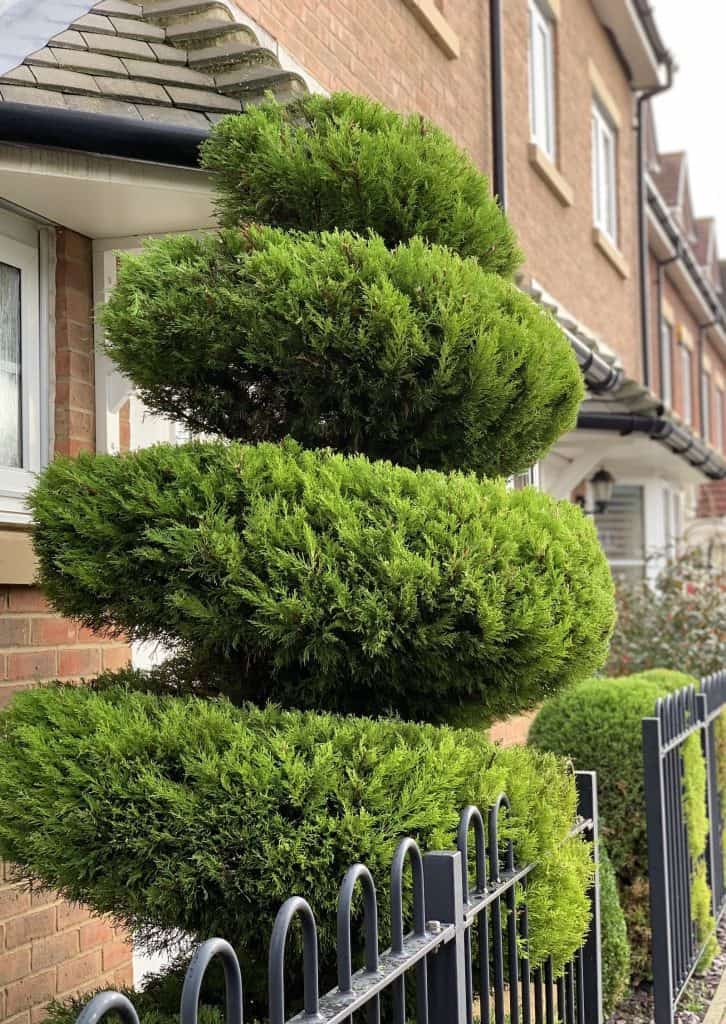 topiary work - gardens in Reading