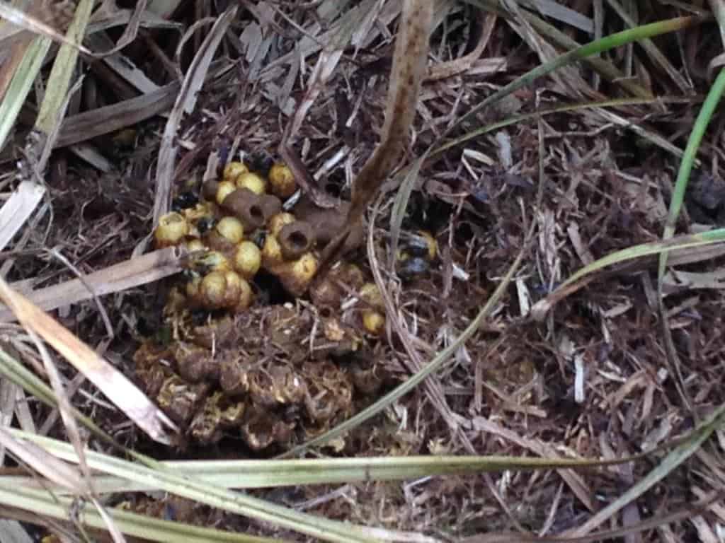 bumblebee nest found by the pond