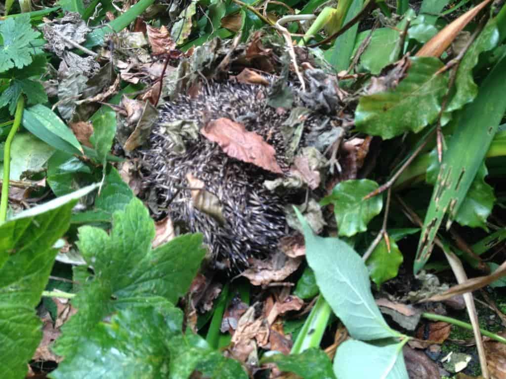 hedgehog hidden under leaves