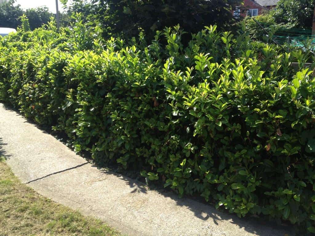 Laurel hedge