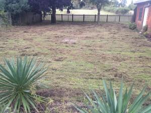 Lawn being scarified - moss and thatch coming out