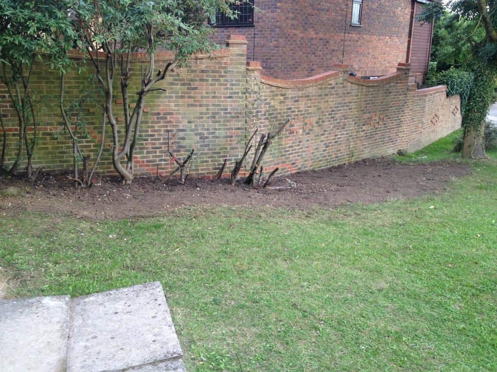 cotoneaster hedge partially removed