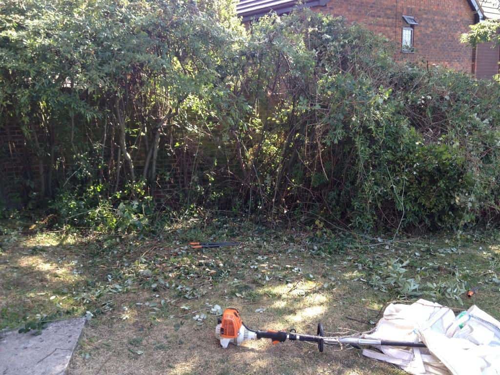 dying hedge to be restored