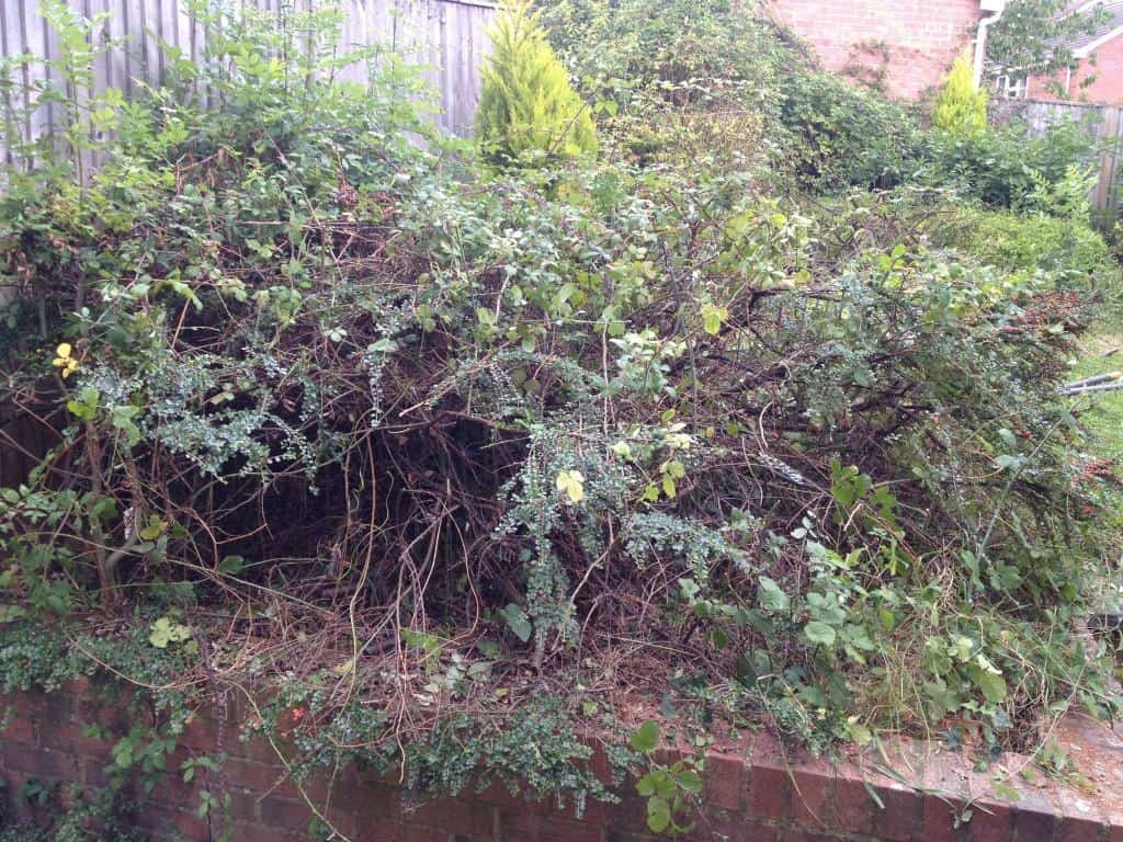 brambles and unwanted shrub need to be removed
