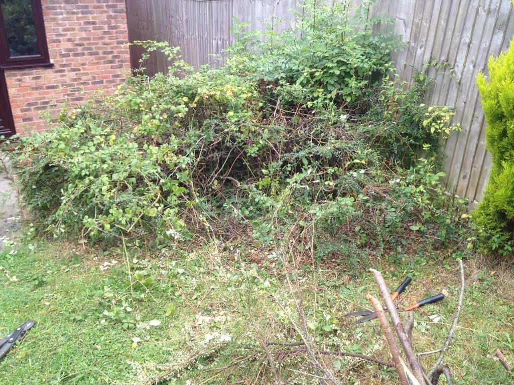 brambles and unwanted shrub need to be removed