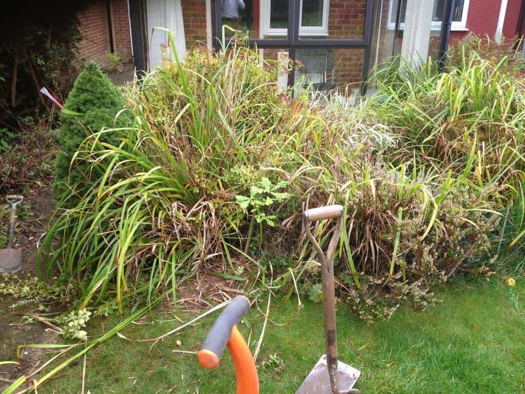 garden pond area to be cleared