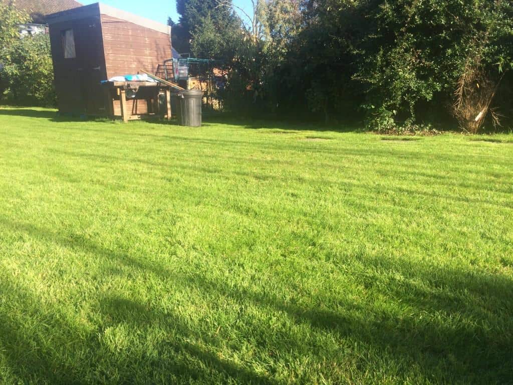 after lawn scarification and feed