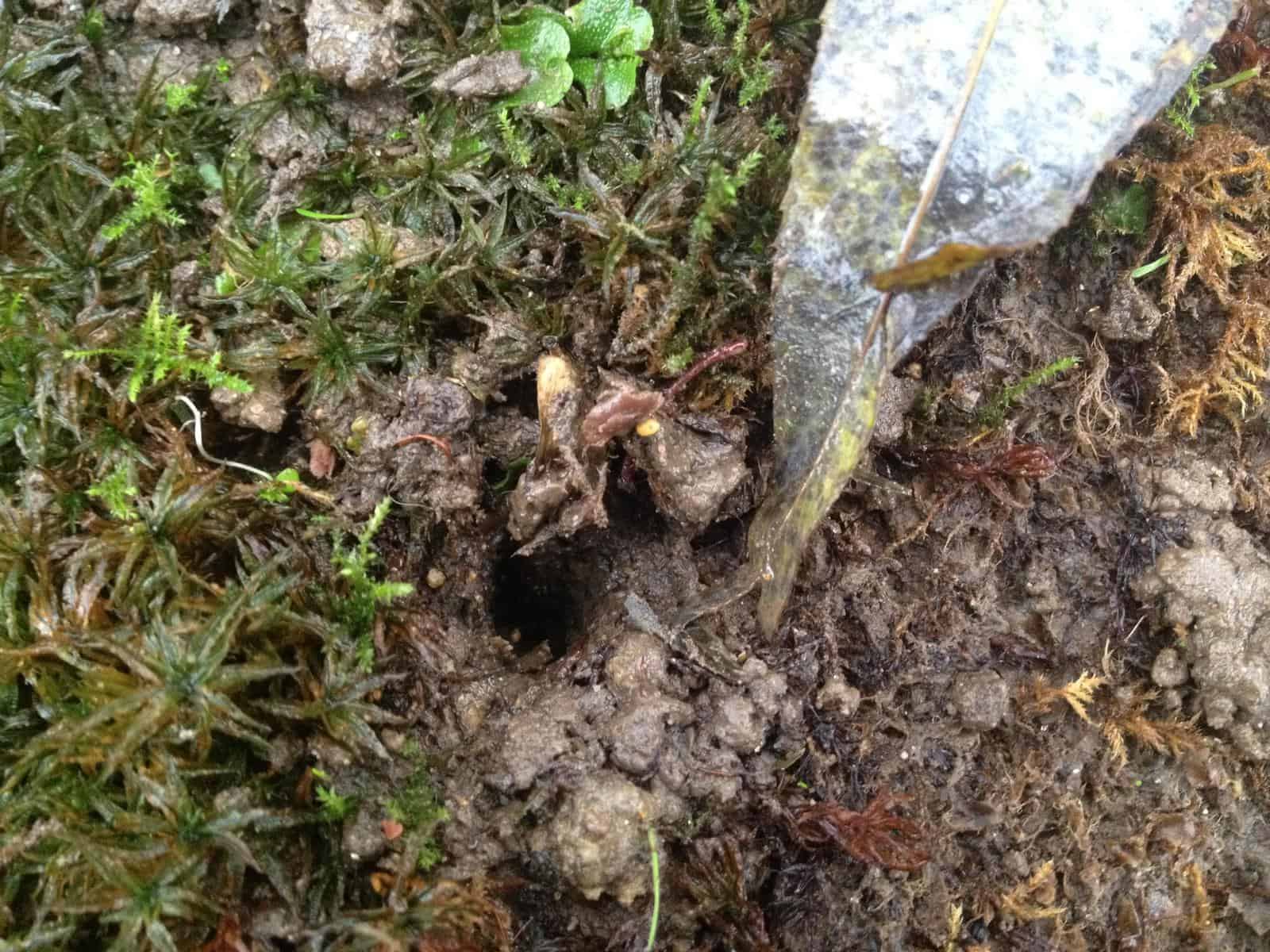 earthworm burrow