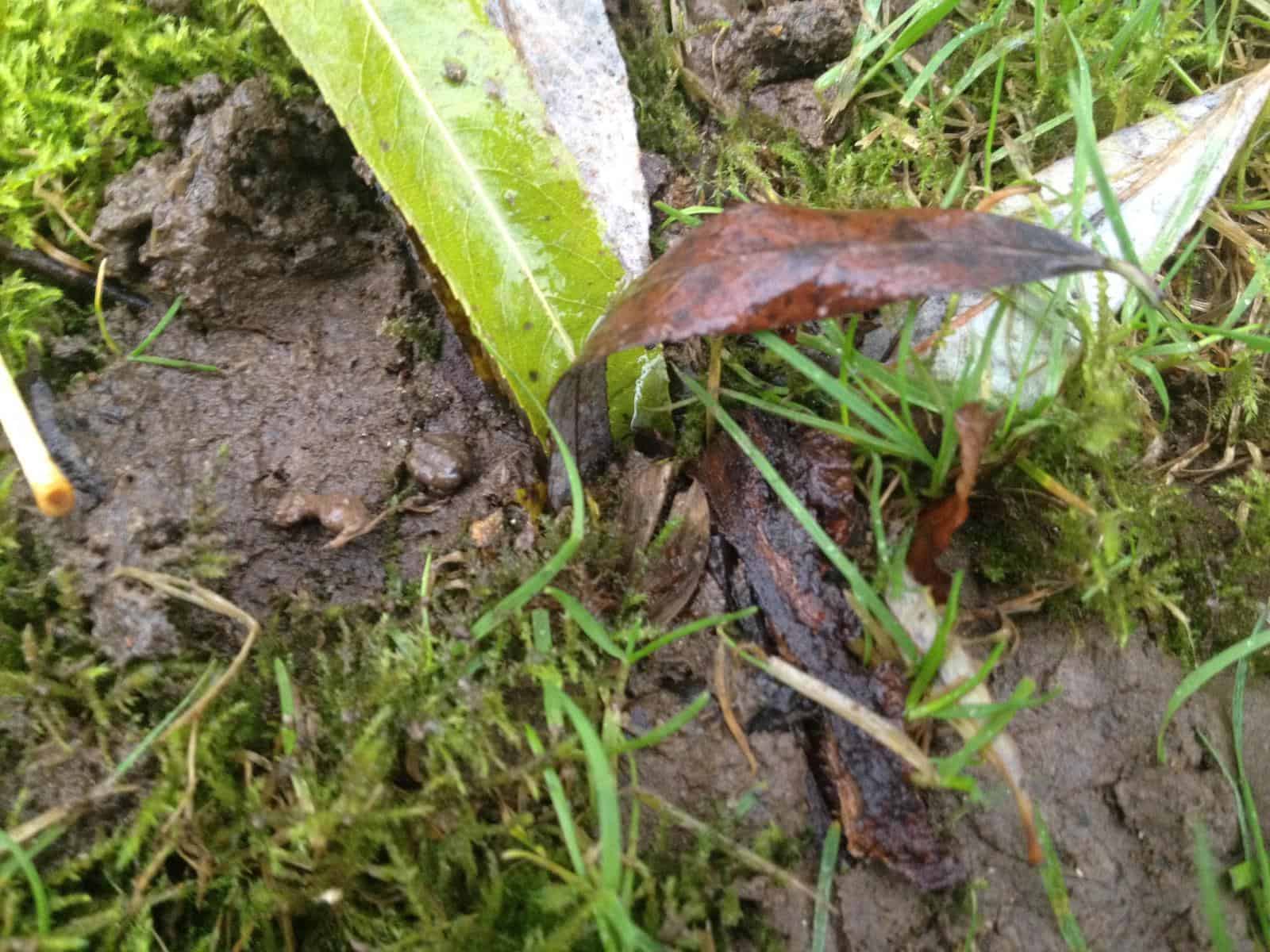 earthworm cast and leaf partially dragged into a burrow