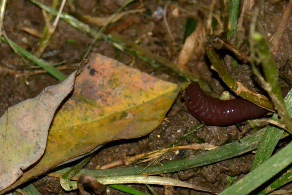 earthworm dragging a leaf