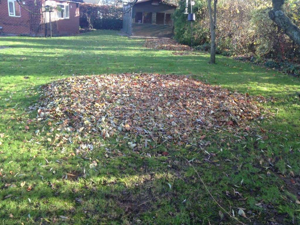 leaf clearing service