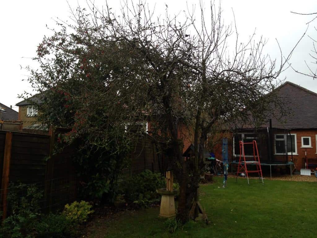 apple tree before pruning