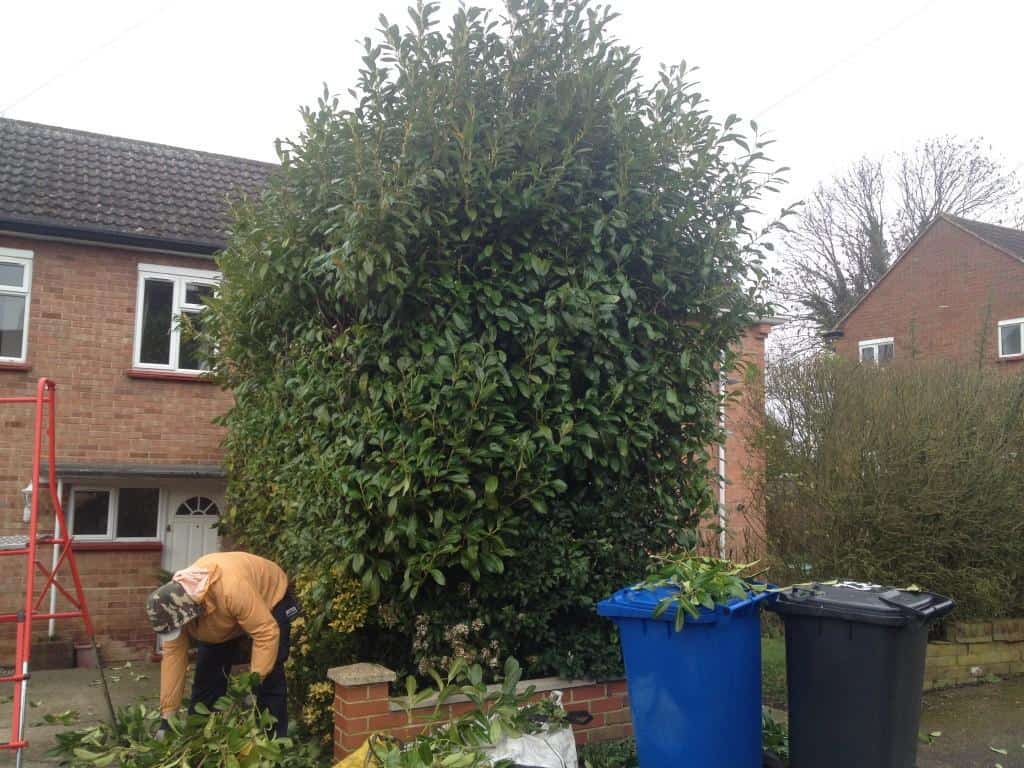 hedge trimming maidenhead