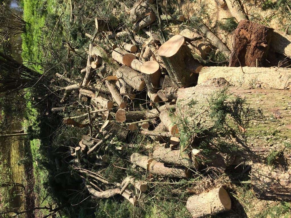 fallen tree removal service