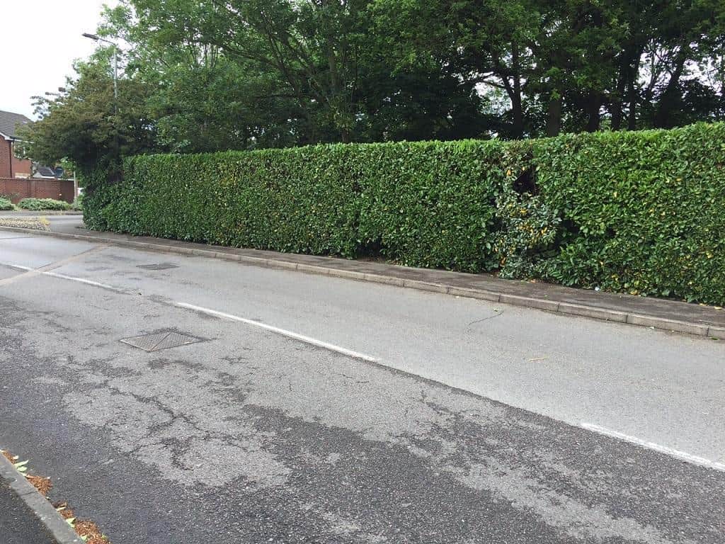 Keeping your hedges neat