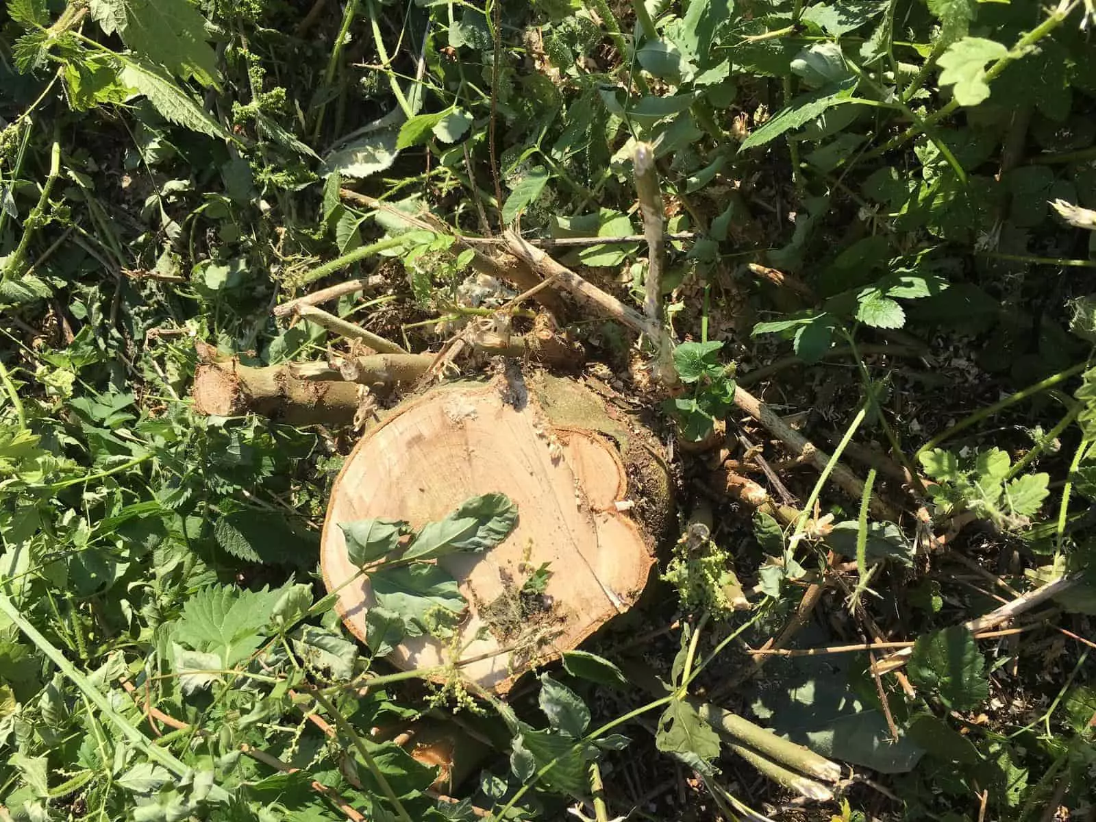 Stumps removed as part of garden clearance job