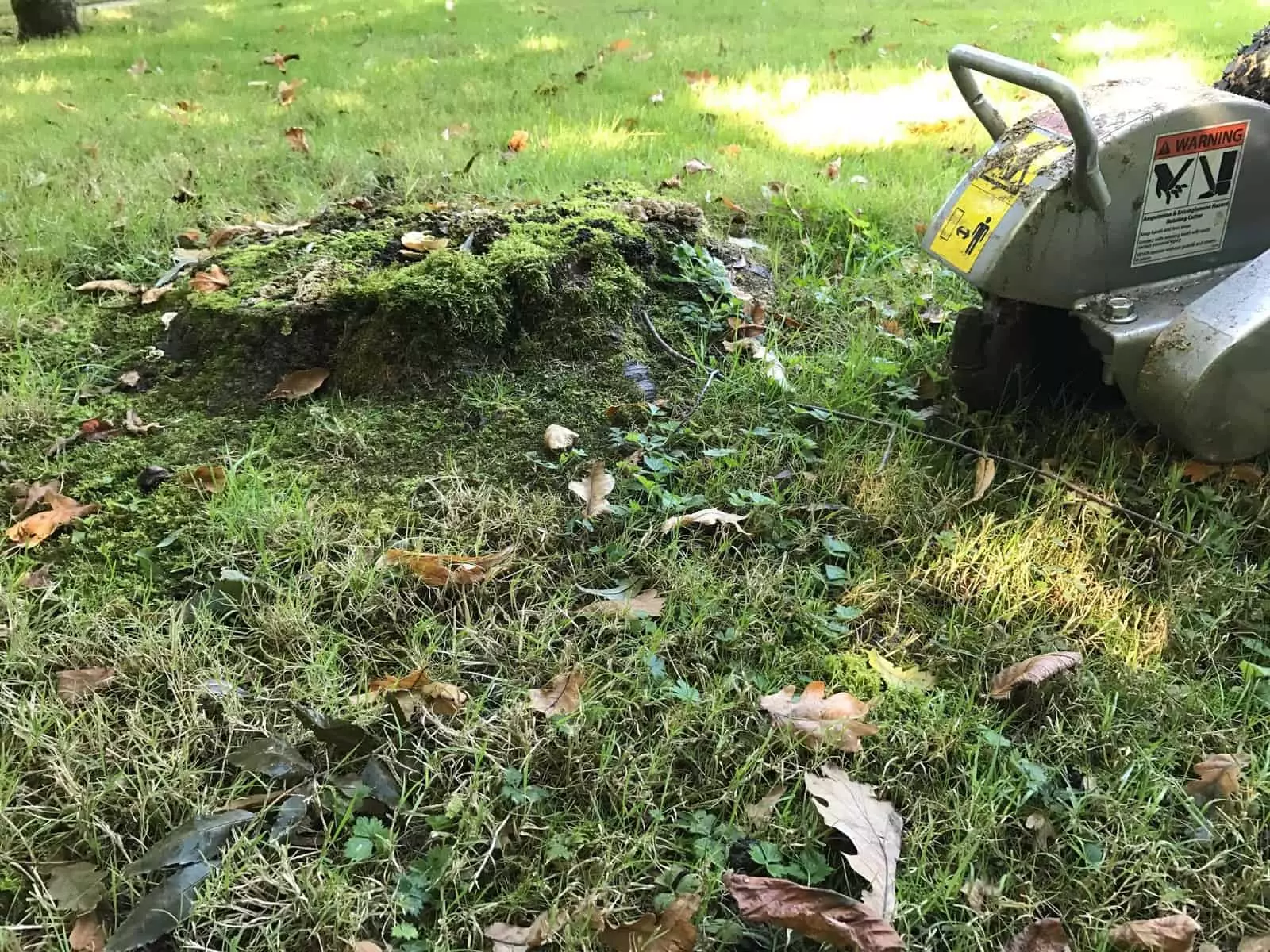 Another tree stump removed