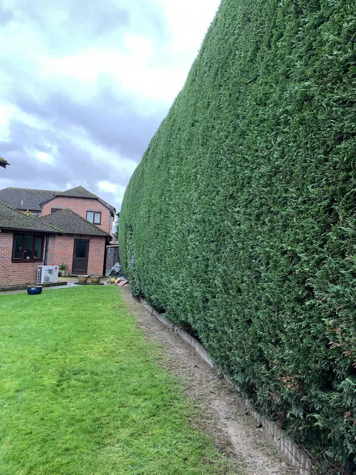 big hedges trimmed