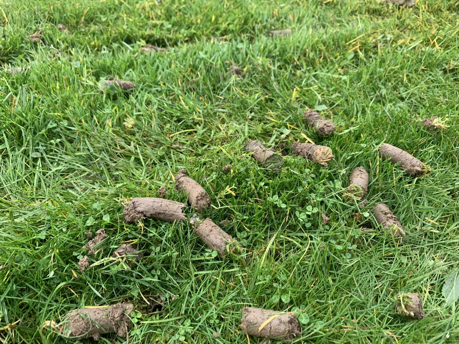 Mechanical lawn treatments – aeration and scarification
