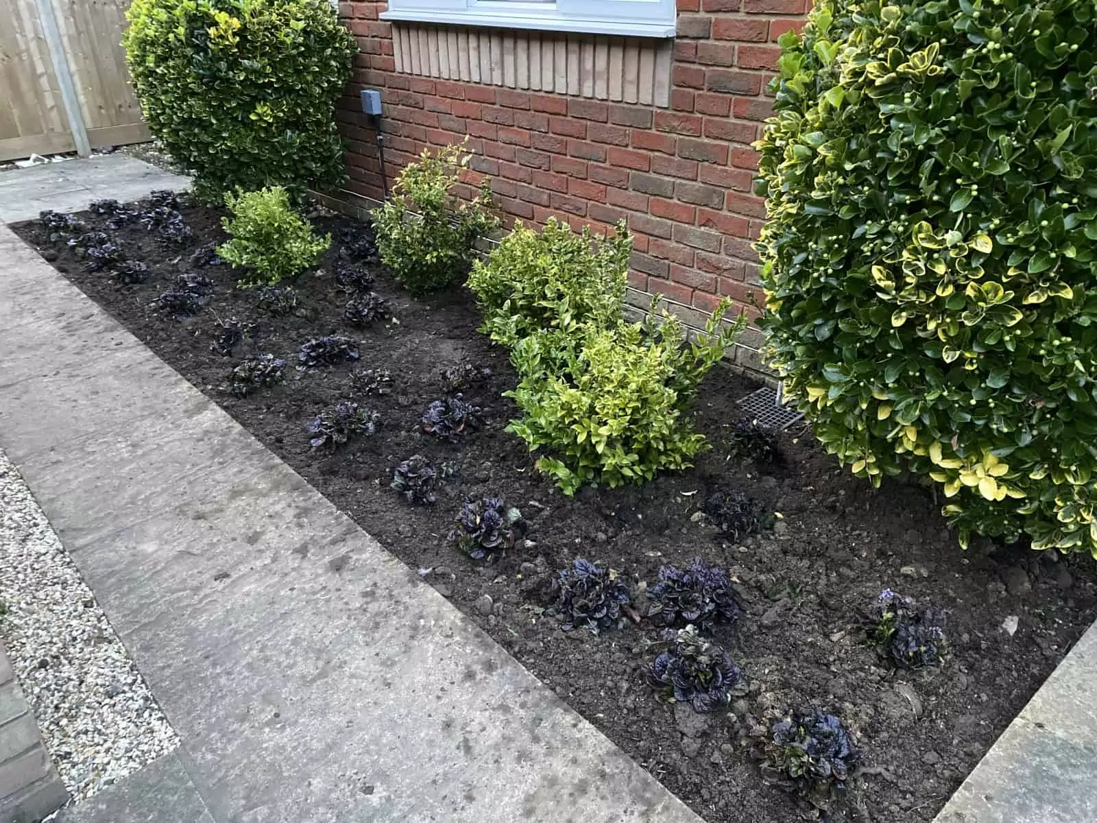 Little planting in Tilehurst
