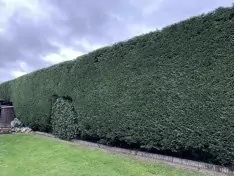 hedge cutting / hedge trimming garden service