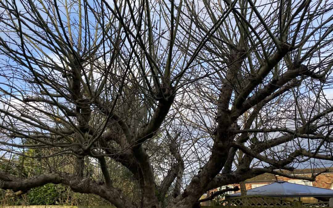 Old apple tree – pruning