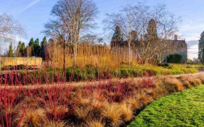 Winter plants worth having